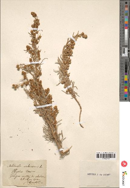 spécimen de Artemisia arborescens