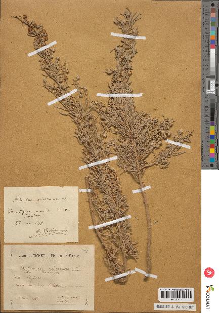 spécimen de Artemisia arborescens