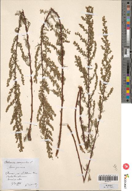 spécimen de Artemisia campestris