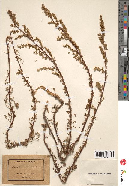 spécimen de Artemisia crithmifolia