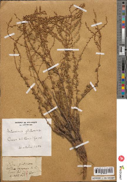 spécimen de Artemisia glutinosa