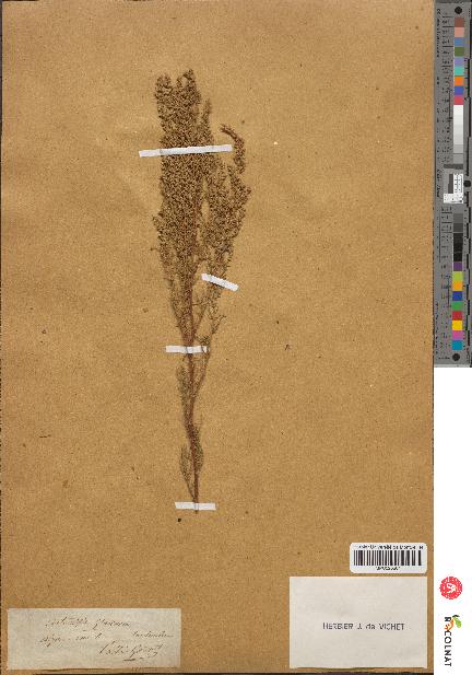 spécimen de Artemisia glutinosa