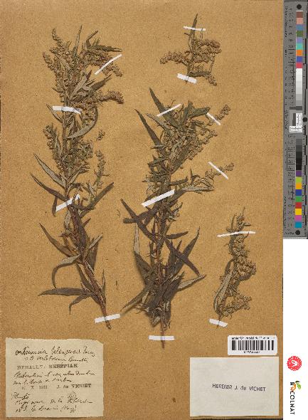 spécimen de Artemisia selengensis