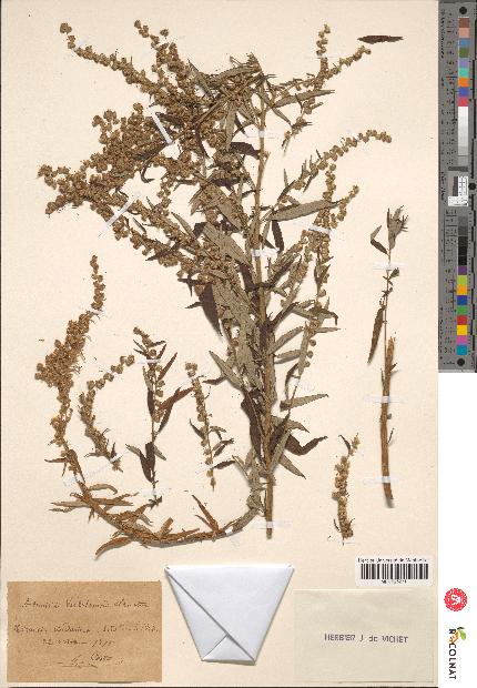 spécimen de Artemisia verlotiorum