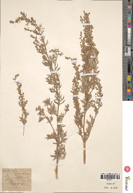 spécimen de Artemisia sp.