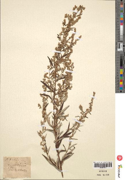 spécimen de Artemisia sp.