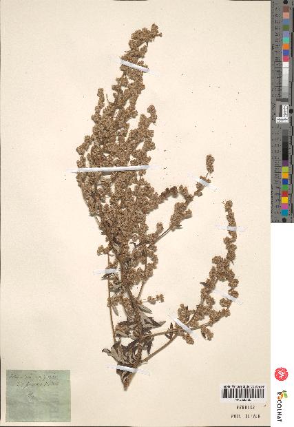 spécimen de Artemisia sp.