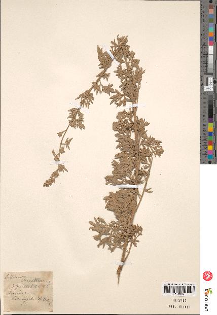 spécimen de Artemisia sp.