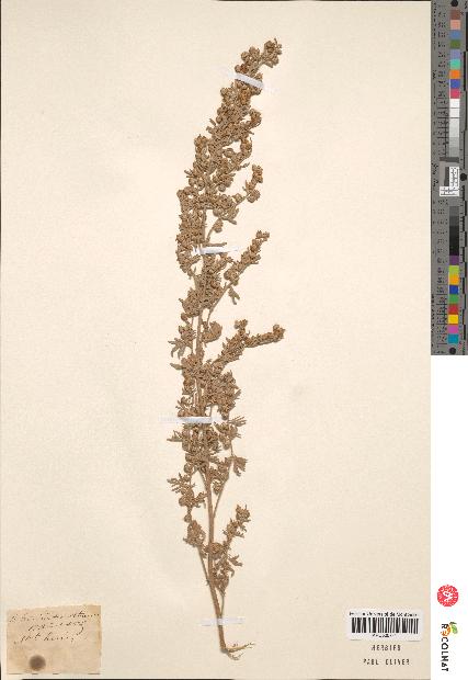 spécimen de Artemisia sp.