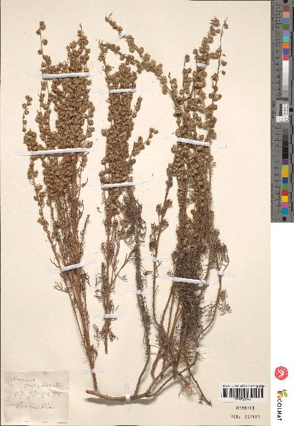 spécimen de Artemisia sp.