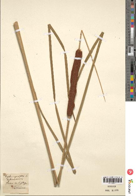 spécimen de Typha sp.