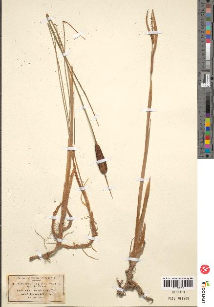 spécimen de Typha sp.