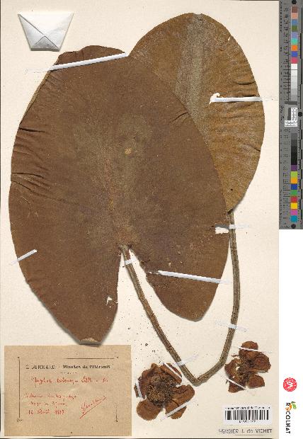 spécimen de Nuphar lutea