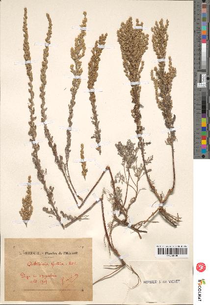 spécimen de Artemisia gallica