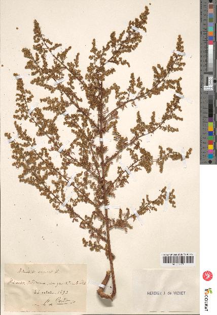 spécimen de Artemisia annua