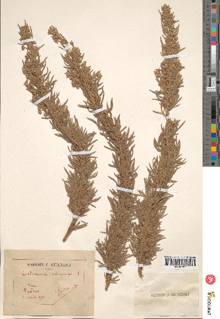 spécimen de Artemisia arborescens