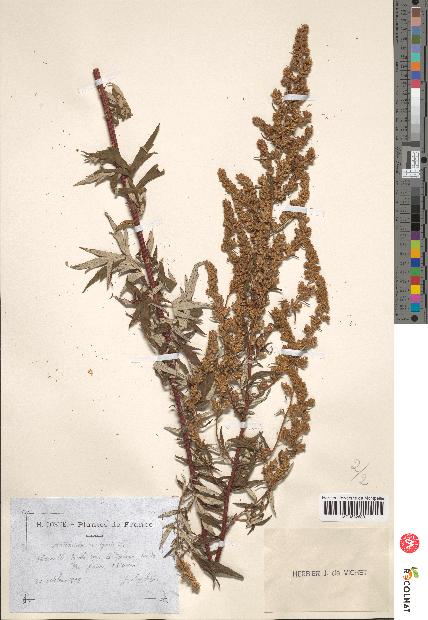 spécimen de Artemisia vulgaris