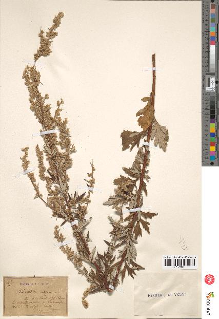 spécimen de Artemisia vulgaris