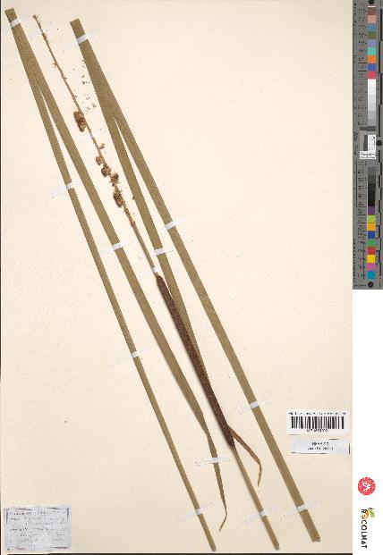 spécimen de Typha latifolia