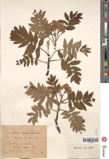 spécimen de Sorbus domestica