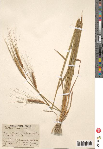 spécimen de Triticum monococcum