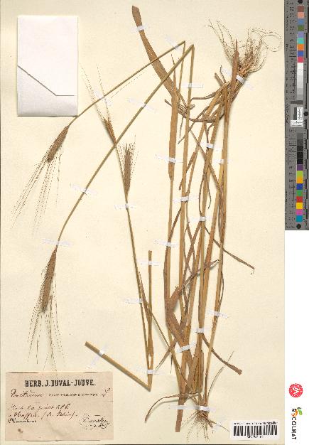 spécimen de Triticum monococcum