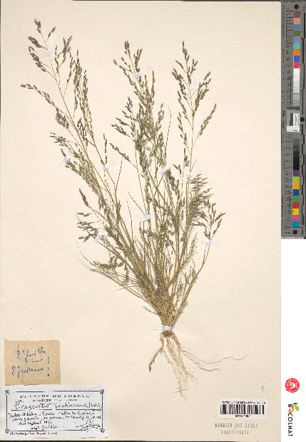 spécimen de Eragrostis pectinacea