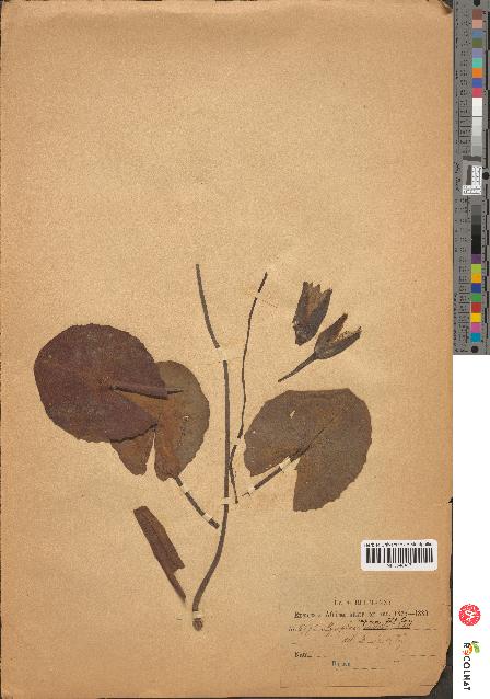 spécimen de Nymphaea capensis