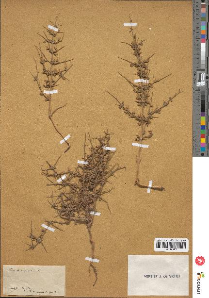 spécimen de Teucrium spinosum