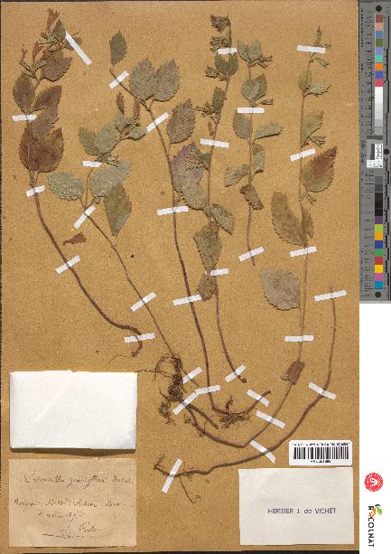 spécimen de Calamintha grandiflora