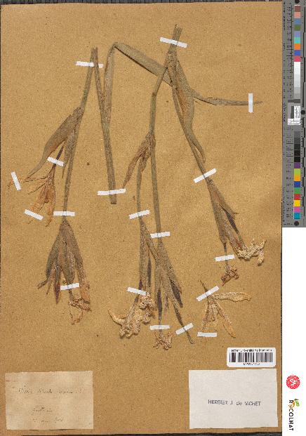 spécimen de Iris pseudacorus