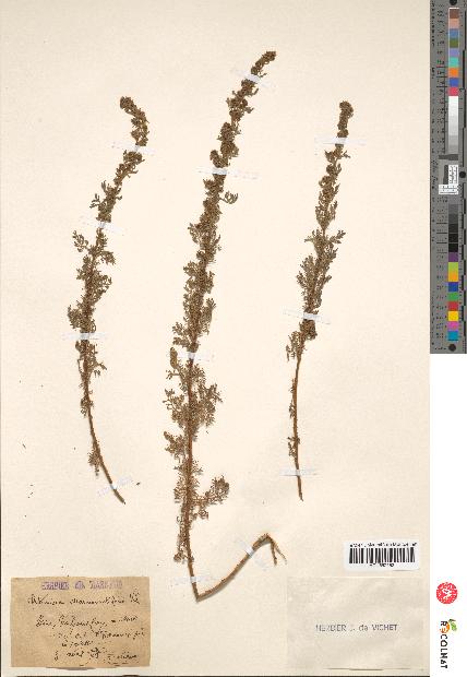 spécimen de Artemisia chamaemelifolia