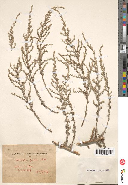 spécimen de Artemisia gallica