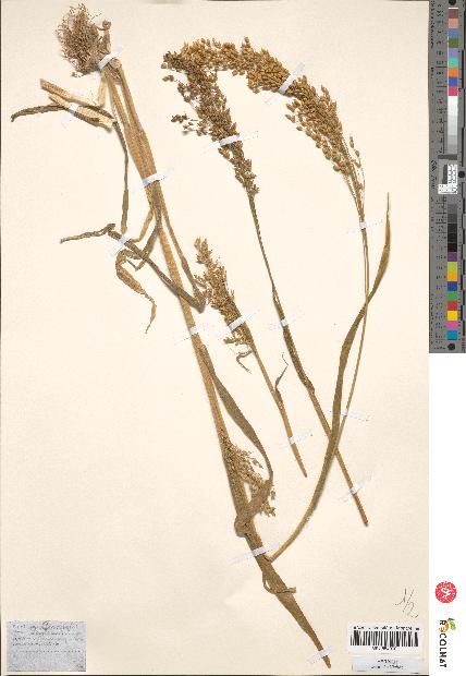 spécimen de Panicum miliaceum