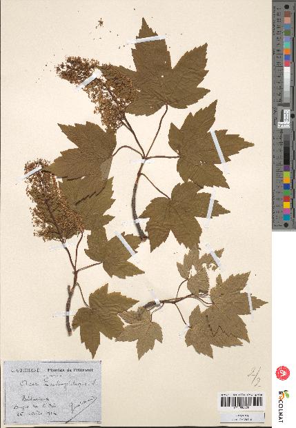 spécimen de Acer pseudoplatanus