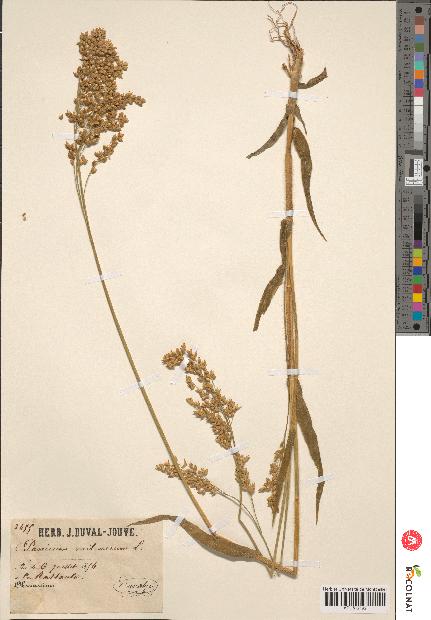 spécimen de Panicum miliaceum