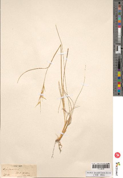 spécimen de Stipa pennata