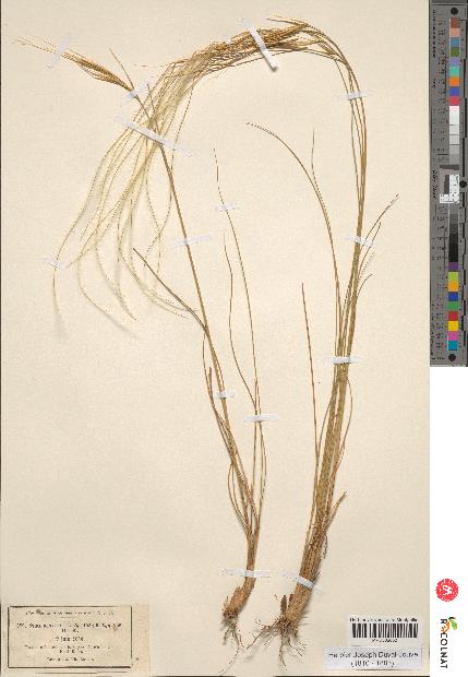 spécimen de Stipa pennata