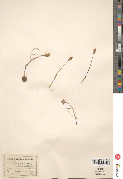 spécimen de Crocus vernus