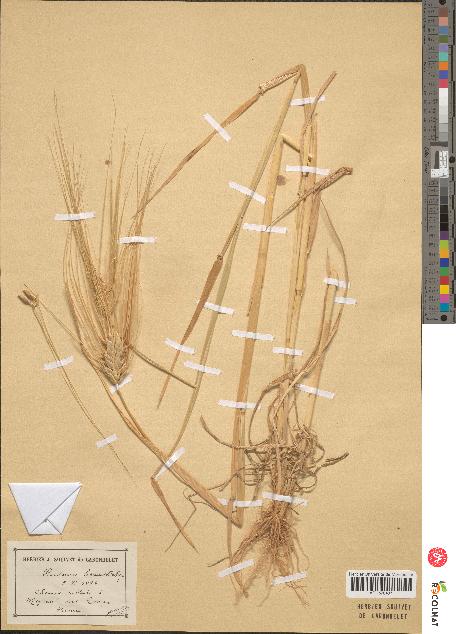 spécimen de Hordeum hexastichon