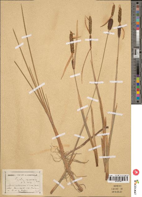 spécimen de Typha minima