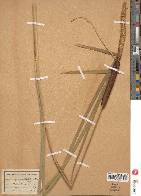 spécimen de Typha shuttleworthii