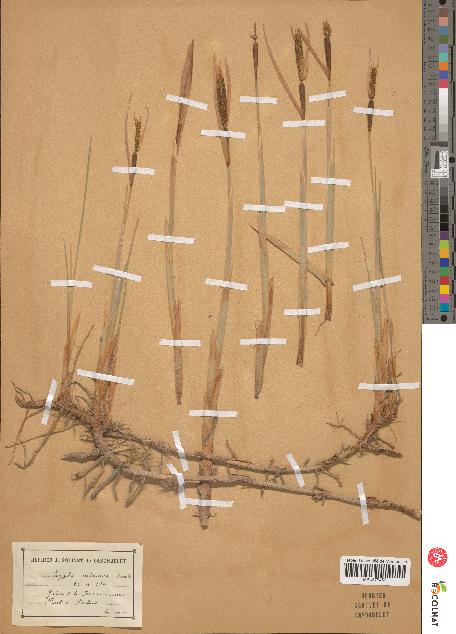 spécimen de Typha minima