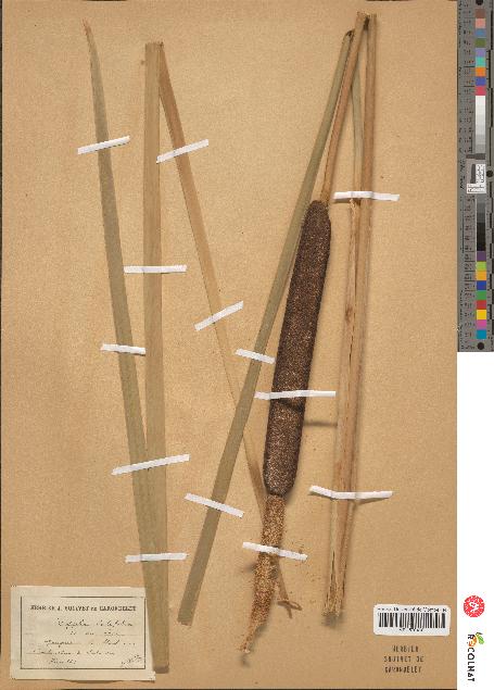 spécimen de Typha latifolia
