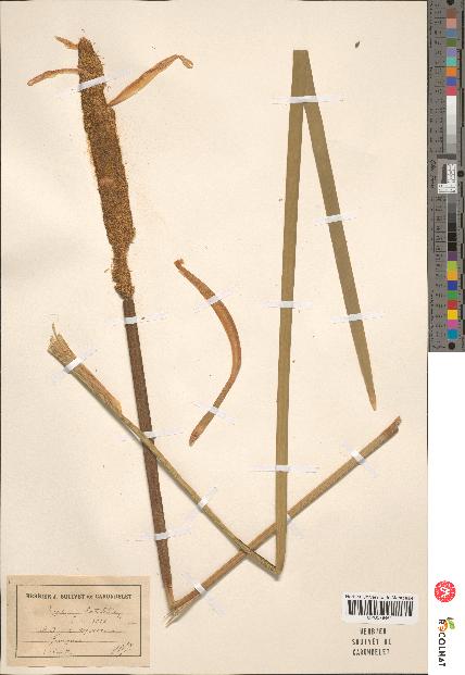 spécimen de Typha latifolia
