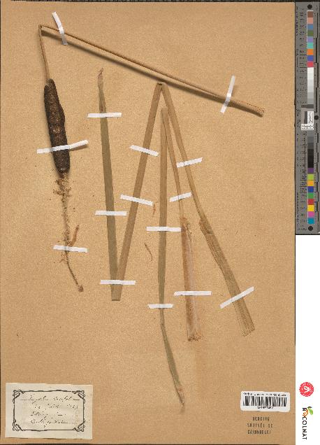 spécimen de Typha latifolia