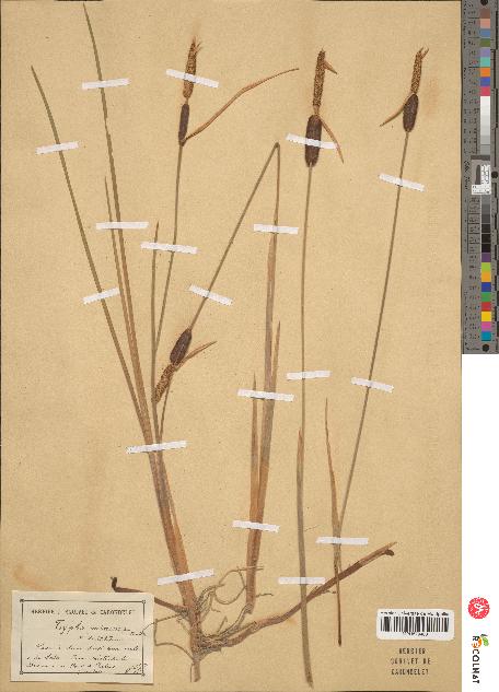 spécimen de Typha minima
