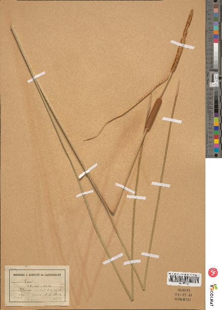 spécimen de Typha angustifolia