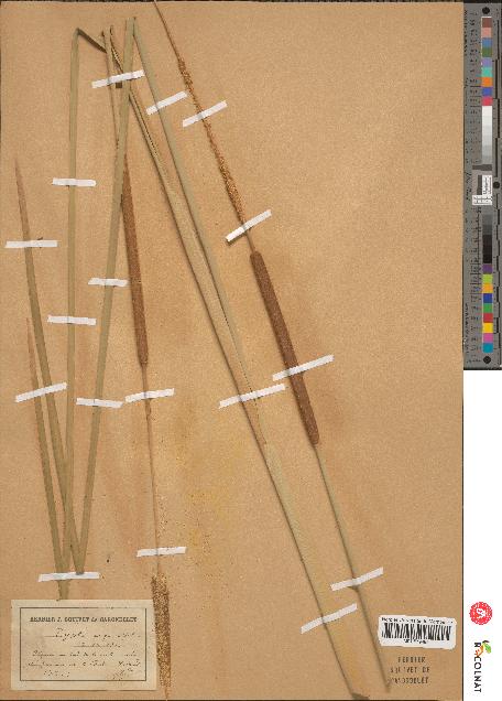 spécimen de Typha angustifolia