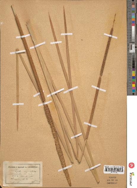 spécimen de Typha angustifolia